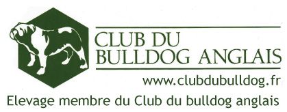 Waxinton Boully Bull's - MEMBRE DU CLUB BULLDOG ANGLAIS